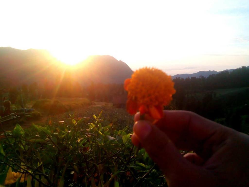 Bromo Otix Guest House Luaran gambar