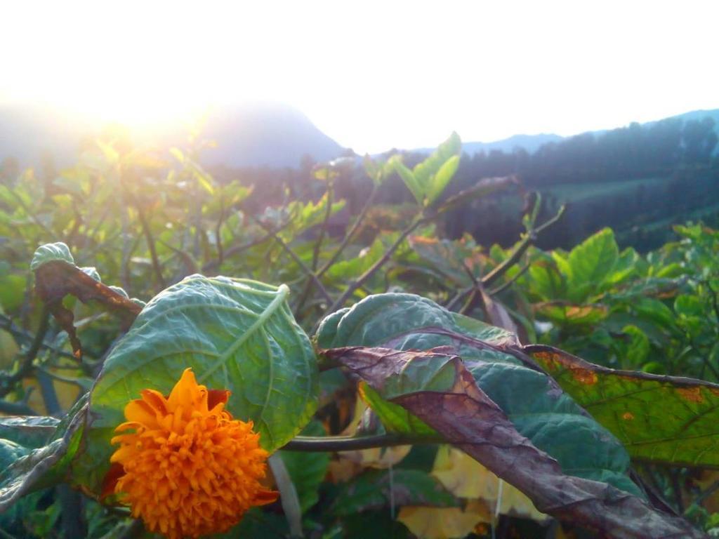 Bromo Otix Guest House Luaran gambar